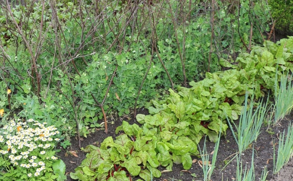 Teil 1 - Autark im eigenen Garten – Hühner und Gemüse - Teil 1 unseres Ratgebers für einen autarken Garten