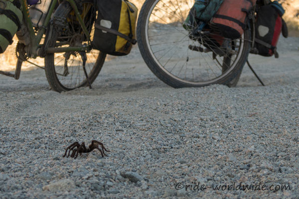 spinne beim zelten